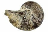 Cretaceous Ammonite (Acanthoscaphites) Fossil - South Dakota #262537-1